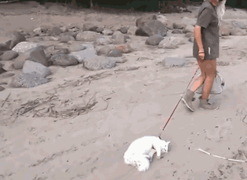 20171017090011.gif